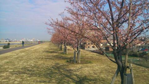 江戸川沿いに咲いている河津桜
市川市市制施行70周年記念で植樹された