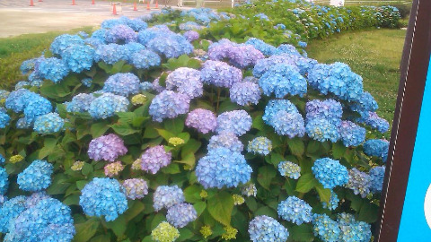 小岩菖蒲園の紫陽花　今年は紫陽花の開花が早いです。