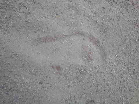 砂場の足趾。一番綺麗なものをパチリ。