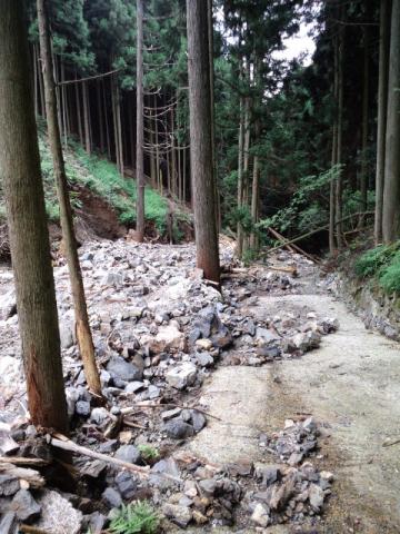 登山道沿いの木立によって岩や流木が堰きとめられていた