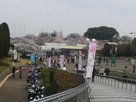 万博公園では「桜まつり」