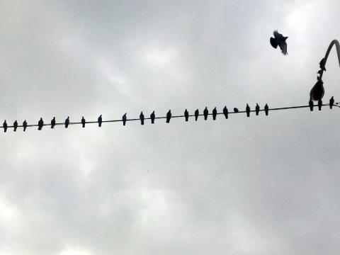朝の打ち上げ頃は、近くの電線に鳩がたくさん停まってました