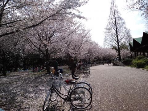 桜が満開。それにしてもこんな所に自転車を停めるとは．．．