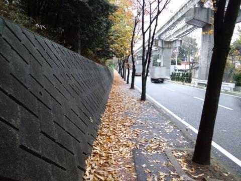 雨・風の影響か、落ち葉がいっぱい