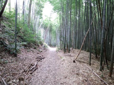 14:50 (21.3km) 奥は竹林。地面は石がゴロゴロしていて、ビブラムKSOでは、足裏が痛い。