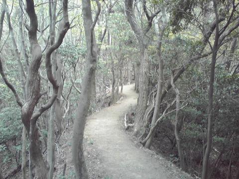 トレイルらしい道。よく踏み固められて走りやすいと思ったのもつかの間で、すぐに丸木段の急坂となった。