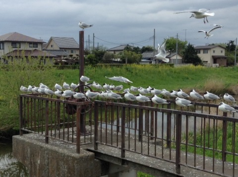 1800414_綾瀬川　朝　16km