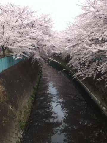 150403_伝右川、綾瀬川土手、福祉村　朝　16km