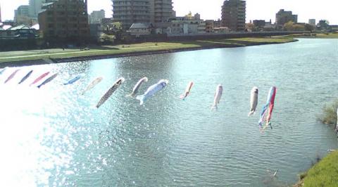 広瀬川のこいのぼり
（今年も頑張って泳いでいます）