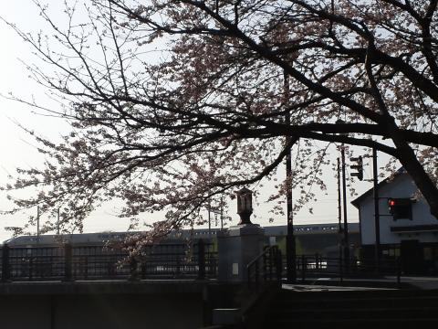 桜は満開になりましたが、3.11に緊急停止した新幹線（東京行き）は、まだ停車したままです。