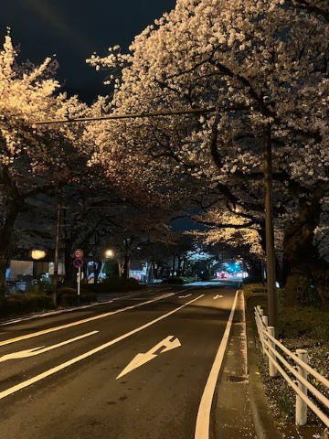 桜のトンネル