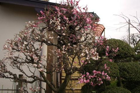 帰り道、とあるお宅の庭先に、ピンクと白い花が同時に咲いていた不思議な木があった