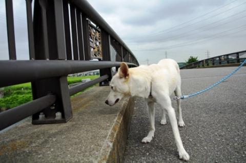 おっと、下に何かいるようです。