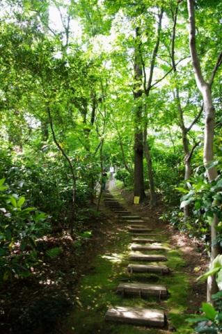 苔むす石の階段