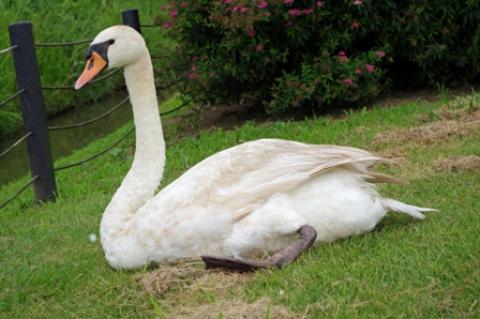 白鳥も暑さでぐったりの様子