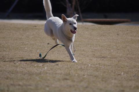 ワンコの疾走する姿を撮影