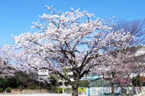 近所の小学校にも綺麗な桜が咲いていた