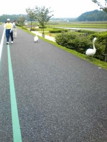 遊歩道に白鳥の姿が