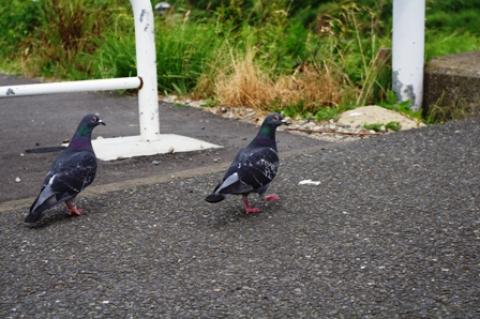 鳩もやってきました。