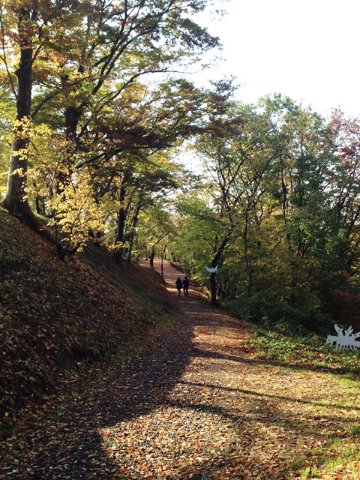 公園内には落ち葉が敷き詰められ、秋の深まりを感じます。