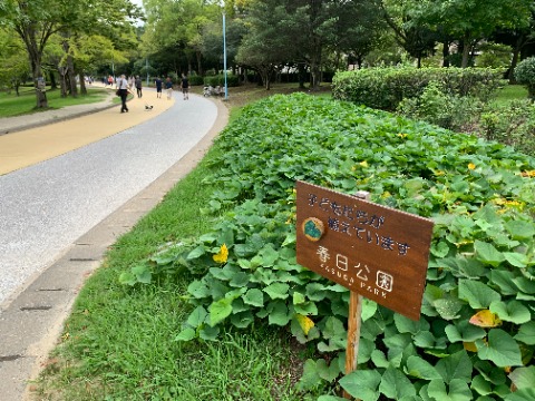 周回路脇のサツマイモ、もうそろそろ収穫の時季じゃないのかな。 これまでに収穫の場面に遭遇したことはないんですが、また突然影も形もなくなることでしょう。