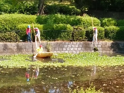 さて今日のこの写真、暑い中公園の管理スタッフさん達が何をしているところか分かりますか？　池の水面をすっかり覆い尽くしていたホテイアオイを引き上げているんですよ。地面の雑草を刈り取るだけでなくて、こんなメンテナンスも必要なんですね。こんなスタッフさん達のおかげで、公園がきれいに保たれています。