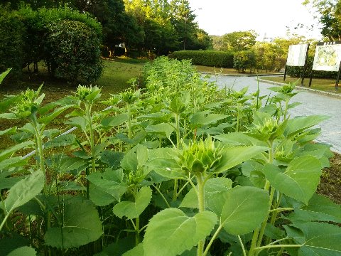 先日ご紹介したヒマワリ（向日葵）達が、だいぶ大きくなりました。それぞれのてっぺんには、もうちゃんと蕾がついています。花が咲いたらきっと壮観でしょう。楽しみです。