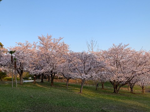 1週間サボっている間に桜は満開です。