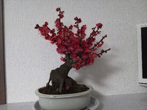 この盆栽の紅梅,どうでしょう? 先週末,かみさんが元の教え子に受験のお守りを贈りたいとのことで,一緒に太宰府天満宮に行ってきました.ちょうど盆栽を売っていたので,つい買ってしまいました.その時にはまだ一輪も咲いていなかったのですが,まだ一週間も経っていないのにもうほぼ満開です.