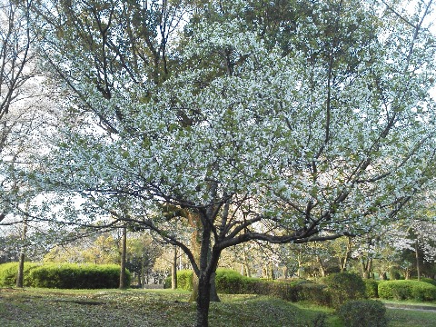 この写真はヤマザクラ.春日公園の少なくとも周回路沿いにはこの1本しかないようです.ソメイヨシノと違って,花だけでなく葉も一緒に観るようになりますが,この花の白色と葉の若草色の組み合わせも好きです.