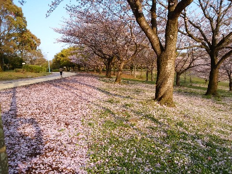 春日公園のソメイヨシノ(染井吉野)はもう散り初めです.朝日に輝くピンクのカーペットがきれいです.