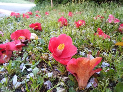 腐っても鯛とは言いますが、ツバキの花も地上に落ちた後でもなんだか凜としていますね。