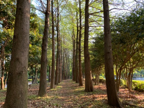 知人のK沼さんから、「春日公園のこんな景色は知ってる？」と教えてもらいました。一通りは知ってるつもりだったのに、こんな素敵なところがあるなんて全然知りませんでした。思い込みはいけませんね。