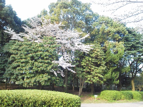 桜は,見渡す限り桜!というのももちろん素敵ですが,緑の中に点々と桜というのも好きです.この既設,広島の黄金山の山腹がいろんな色合いが混じってきれいだったのを思い出します.