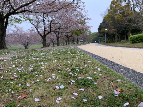 さて桜のほうは・・・ 先日の雨と強風で全部散ってしまったかなと心配しましたが、まだ結構残っていますね。 樹上も地上もどちらもきれいです。