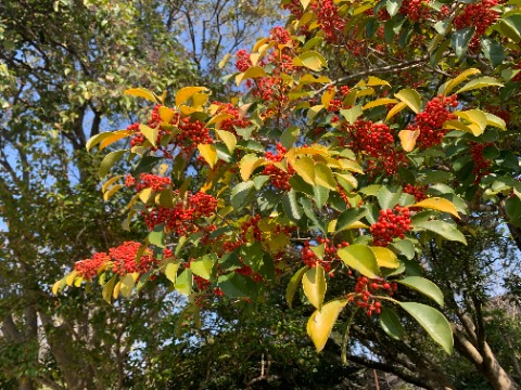 さてお日様を浴びて輝いているのはたわわに実ったクロガネモチの実。　雌雄異株なのでこうやって実がなるのは雌株ということですね。
