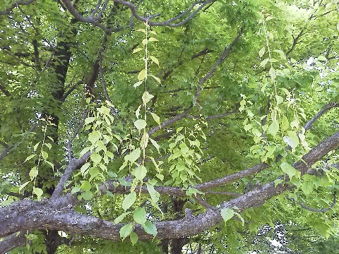 今朝ふと脇を見ると，時代を経たような枝からたぶんこの春に芽生えた若い枝が，何本も天を目指すかのように垂直に伸びています．何の樹だろう？と思ったら，普通に梅でした．　　なんだかおじいちゃんからパパを通り越して直接孫が育ったような，ちょっと不思議な枝の出方だと思いませんか？
