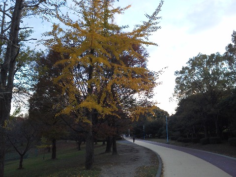 先日の紅葉に続いて，今日は黄葉の写真です．