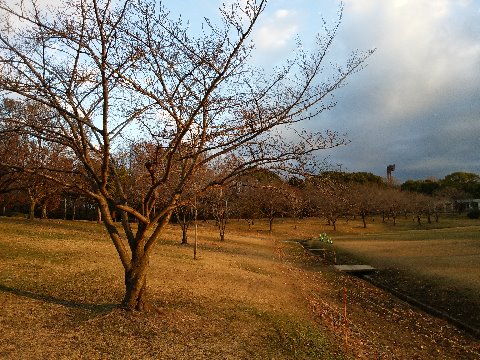 2018年はこうして過ぎていきます。 春日公園では、朝日を浴びた桜の木々が花咲く春を待っていますが、来年はどんな年になるでしょうか・・・