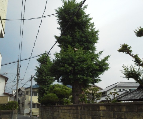コース沿いの樹木たち，これはイチョウの大木２本です．冬には，まるで枯れ木のような幹だけになるのですが，今は青々としています．