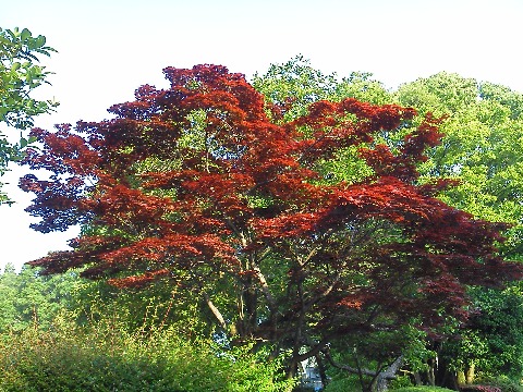これは,春に紅葉する春もみじです.わりとくすんだ色なんですが,朝日を浴びるとなかなか鮮やかな色に輝きます.