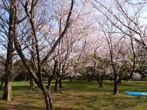この写真は朝一番のもの.この2,3時間後には大賑わいでした.