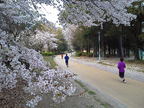 春日公園の桜は,早いところは少し散り始めましたが大部分は満開直前で,今まさに見ごろです.キョンキョンの艶姿ナミダ娘(わかりますかね?)じゃないですが,艶姿ホームコースといったところでしょうか.