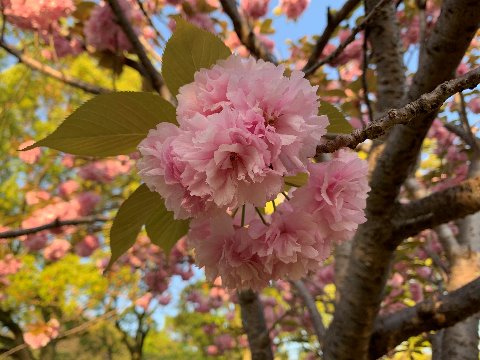 たくさんのソメイヨシノの中で目立たなかった1本だけの八重桜が、周りがほぼ新緑になった今、華やかに咲き誇っています。 何年か前に桜餅に見えるというコメントをもらいましたが、たしかに若葉を従えた姿を眺めるとそんな気がしてきます。