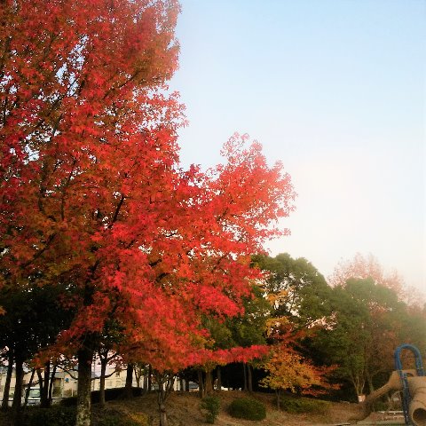 ご無沙汰している間に春日公園の紅葉・黄葉も進んでいます。毎年あれこれアップしてますが、この紅葉葉楓（モミジバフウ）の樹は初めてじゃないですかね。燃え立つような赤色に、四半世紀前の大河ドラマのタイトルが頭に浮かびました。