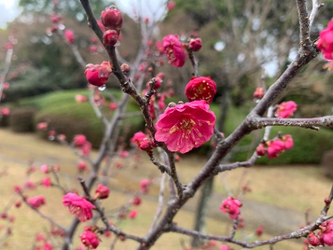 さて、白梅・紅梅と続いて今度は･･･　ピンクの梅もあるらしいと聞いたのでちょっと探してみました。　これかな？