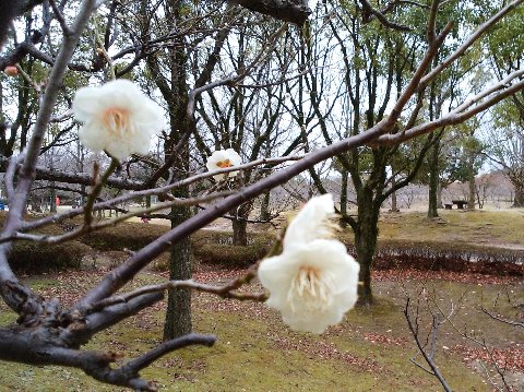 春日公園の木々たちも、明るい中でみるのは久しぶりです。もう白梅がちらほら咲いていました。例年よりは少し早いような気がしますが、気のせいかな?