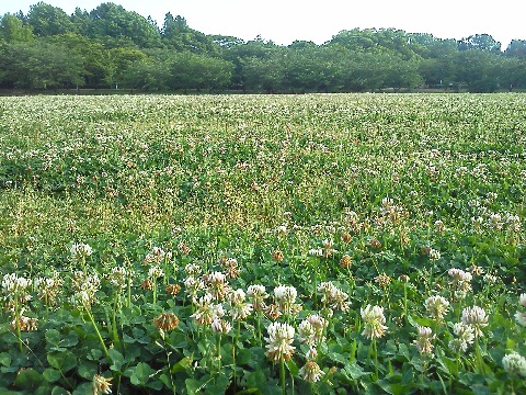 さてツツジから一転して地味になりましたが，今日はクローバーです．別名のシロツメクサは「白詰草」で，昔オランダから献上されたガラス製品の包装に緩衝材として詰められていたことに由来するんだそうですよ．　たしか女の子がよく花の冠とか首飾りを作ったりするんですよね．♪花の首飾り･･･といっても，阪神タイガースではないタイガースなんて知らないでしょうねえ．