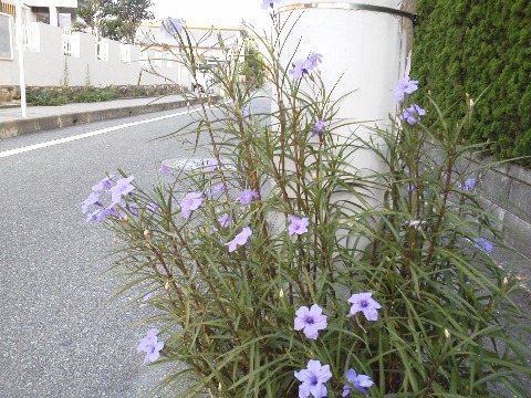 ジョグコース紹介も,距離表示シリーズが終わってしまってまたネタ探しに苦労しそうです.これは往復の途中に咲いていた青い花.相変わらず恥ずかしながら名前は知りません.