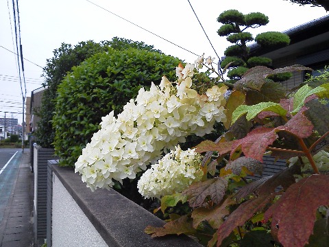 これはコース途中のよそのお宅で見かけた花です.名前がわからないとアップしづらいのですが,近ごろ身近なところに心強いご指南番ができました.今回も早速教えていただきました.カシワバアジサイだそうです.やっぱりアジサイの仲間なんですね.K沼さん,どうもありがとうございました.